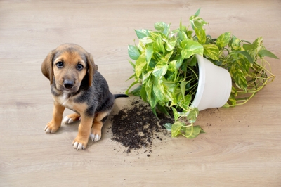 万が一犬が観葉植物を食べてしまった時に、どのように対処すればいいのか分からず慌ててしまいがちです。まずは落ち着いて、観葉植物の種類を調べましょう。