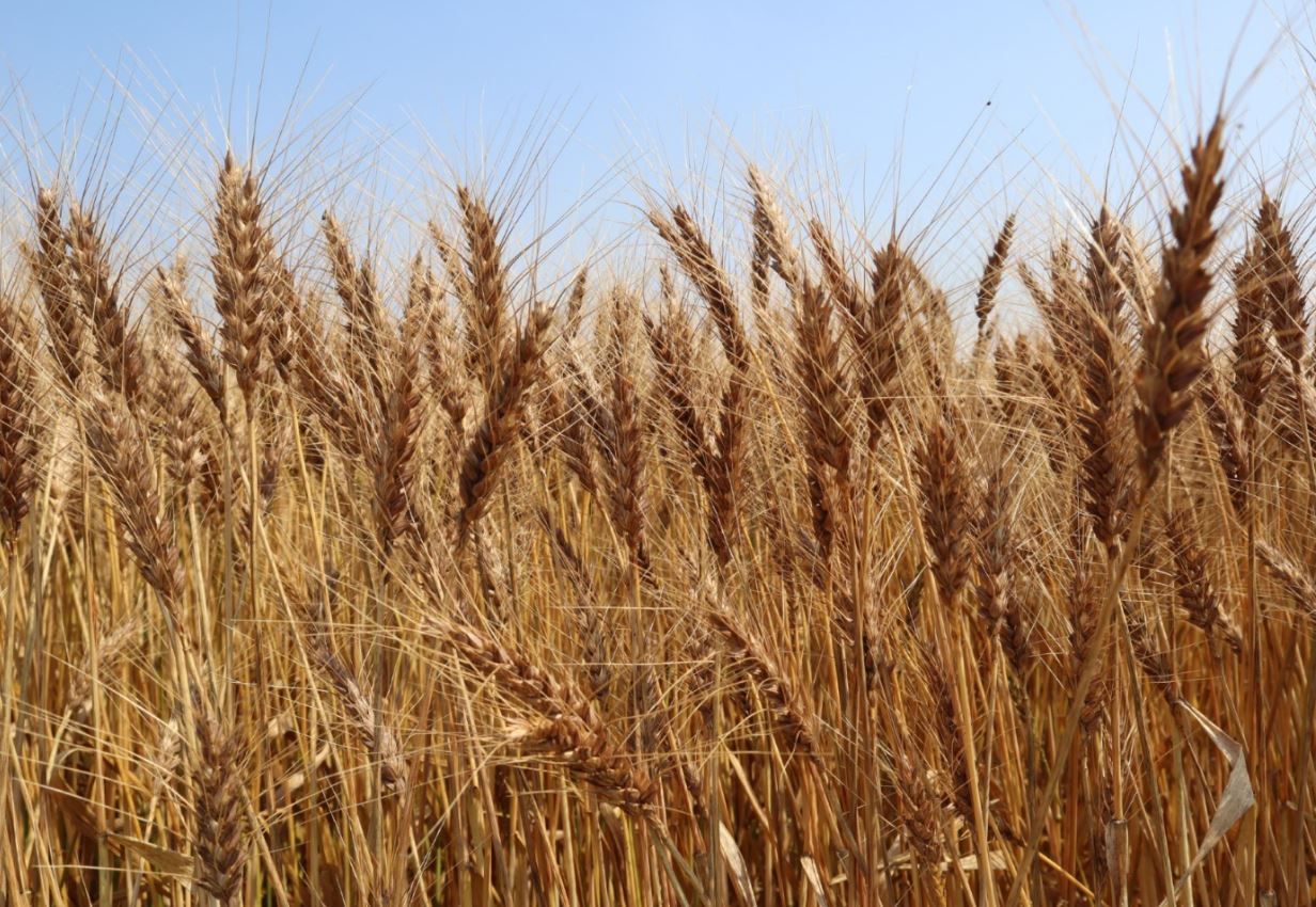 【新麦「Premium T」解禁!】今年収穫した熊本の小麦が解禁されました!