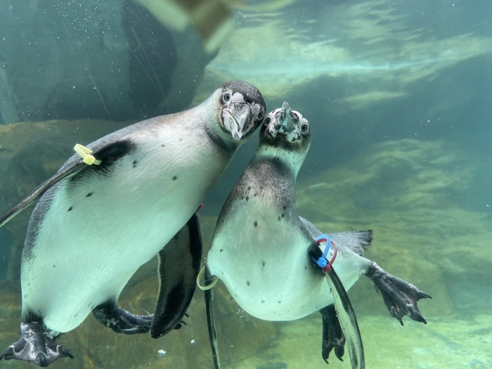 フンボルトペンギン水中