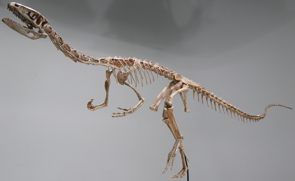 コエロフィシス・バウリ(後期三畳紀)