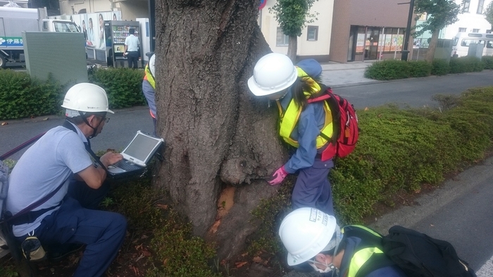 桜の専門診断