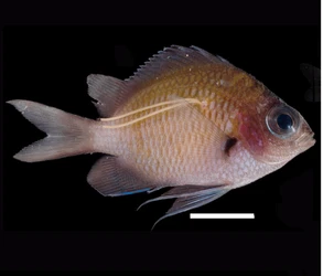 魚の“若白髪”の正体は新種の寄生虫　 鹿児島大学、スズメダイの幼魚を好む寄生虫 「スズメノワカシラガ」を発見