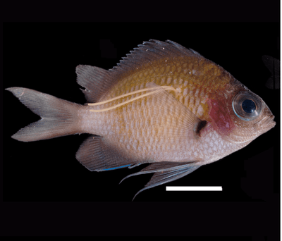 スズメノワカシラガの寄生を受けたアマミスズメダイの幼魚