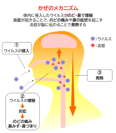 かぜのメカニズム