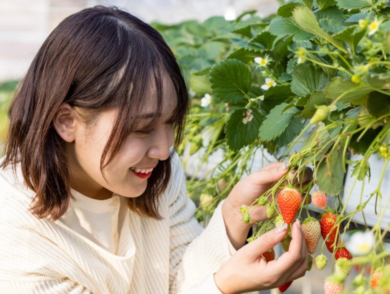 こもろ布引いちご園いちご狩り体験