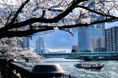 桜クルーズ