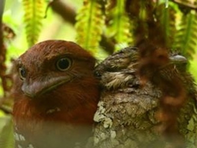スリランカの固有種の鳥たち