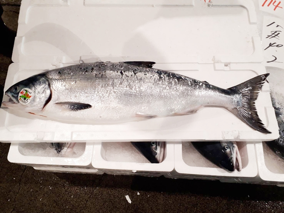 今が旬！トキシラズ