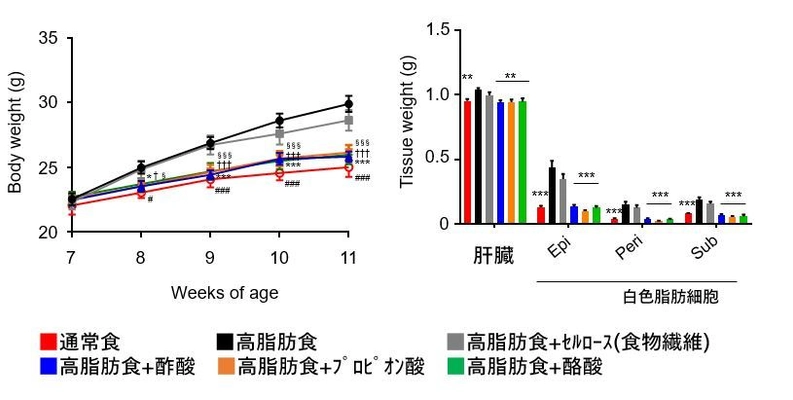 日東薬品と東京農工大、 短鎖脂肪酸摂取による肥満抑制メカニズムを解明