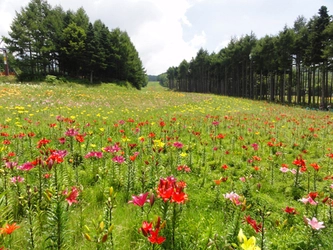 【富士観光開発株式会社】 関東最大規模　山梨県・鳴沢村のゆり園 「ふじてんリゾート　リリーパーク」 7月20日（火）現在、ゲレンデ全体の3～4割のゆりが開花