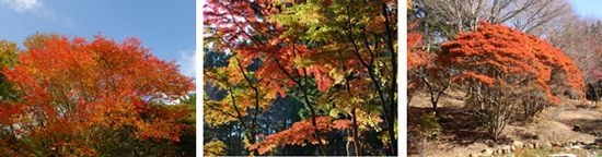 【左】シラキ 【中央】イロハモミジ 【右】ドウダンツツジ