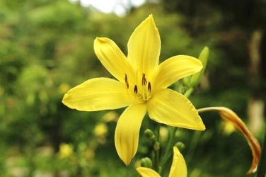 六甲高山植物園　優しい香りを放つ夜の花々 夏の夕べに咲く「ユウスゲ」が見頃です！