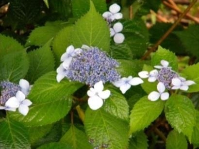 薬用植物園見学会 特別講演 アマチャ と アジサイ 開催 植物学や薬学の知識をもっと身近に Newscast