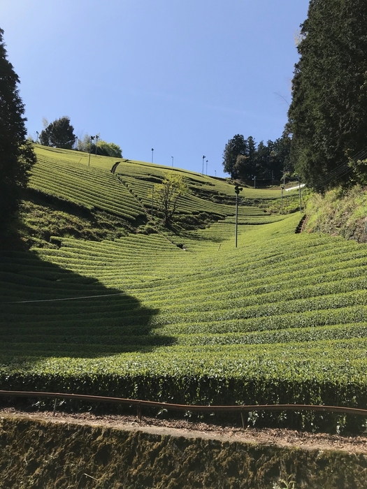 山の頂上から裾まですべてが茶畑