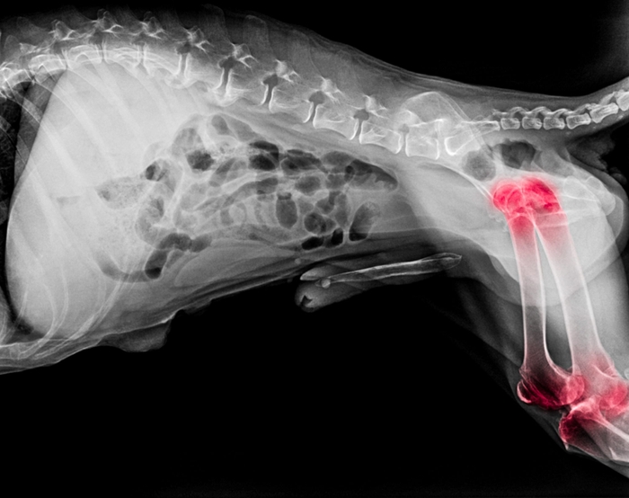 X-ray film of dog lateral view with red highlight in hip and knee joint pain areas or joint dysplasia dog- Veterinary medicine- Veterinary anatomy Concept