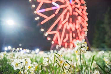 【3月5日(日)まで好評開催中】都立公園最大のスイセン花壇が見頃！太陽光ライトアップで今年は夜も楽しめます！「花と光のムーブメント 葛西臨海公園×スイセン」