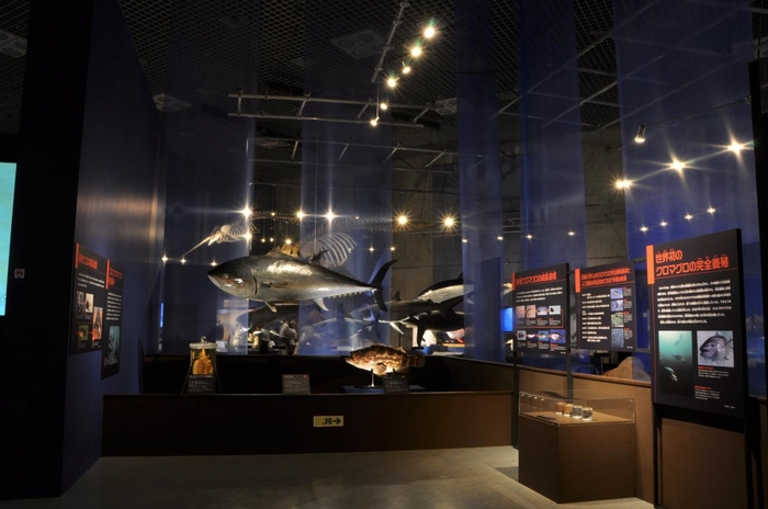 【海のハンター展で展示されている完全養殖クロマグロのはく製】