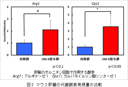 図2 マウス肝臓の代謝酵素発現量の比較