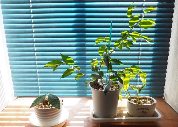 犬が食べると危険な植物な植物は沢山あるのですが、その中でも良く観葉植物としておいている家庭が多い観葉植物の種類をご紹介します。