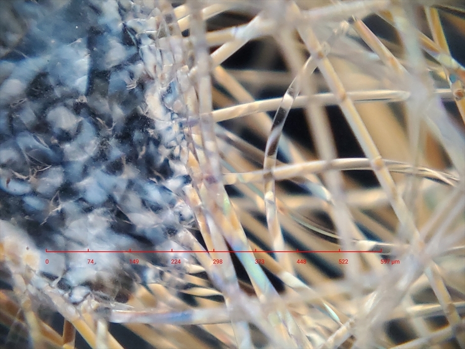 撮影例(マスクの繊維)