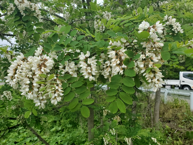 弘前市で満開のあかしあの花。近畿から北海道までいろいろな地域で咲く。