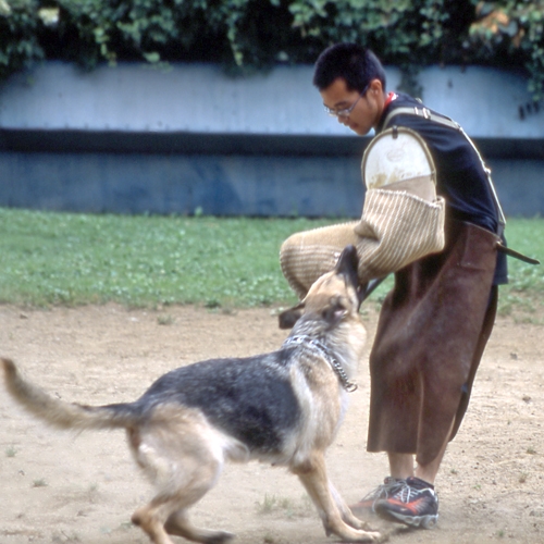 警察犬訓練ショー