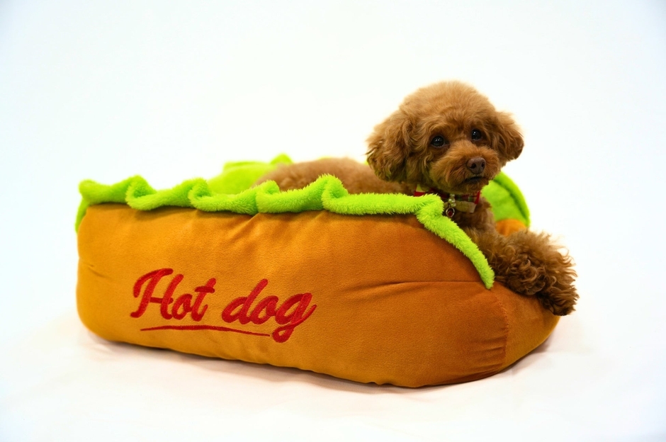 「なりきり！ホットドッグクッション」モデル犬使用イメージ