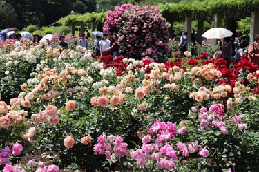 神代植物公園「春のバラフェスタ」～世界の名花が織りなすハーモニー～を5/8～6/2に開催します