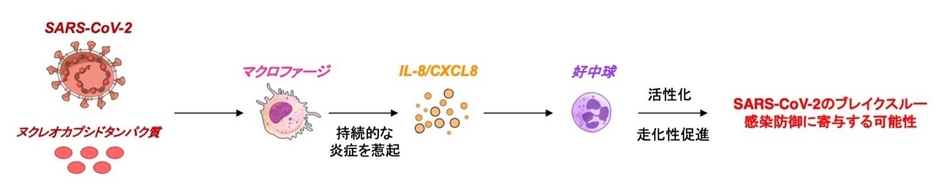 図4 SARS-CoV-2ブレイクスルー感染を防ぐための、 IL-8を介した好中球活性化のメカニズム