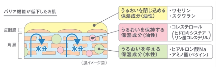 乾燥しがちなお肌のうるおいをしっかりまもる