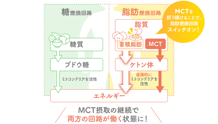 「MCTで脂肪燃焼回路がON」になる