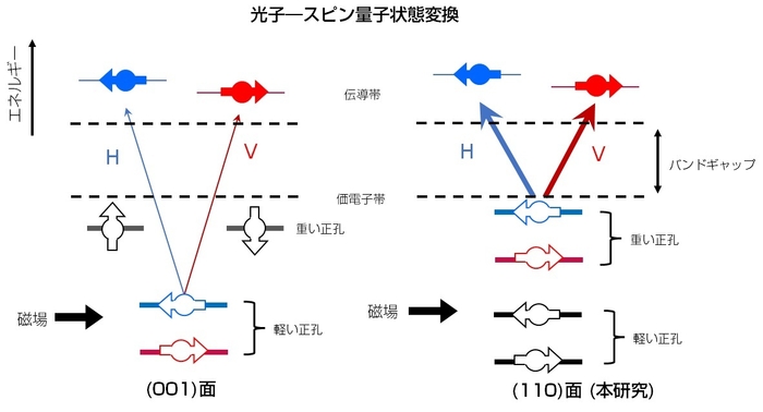 図2：光子―電子スピン量子状態変換の模式図。