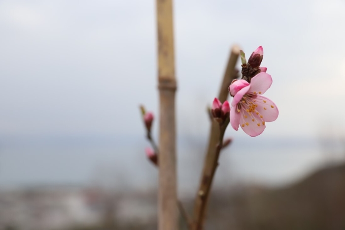 アーモンドの花(2)