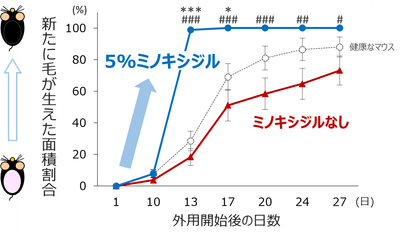 図2　休止期脱毛症の病態を模倣したマウスにおけるミノキシジルの毛成長促進効果