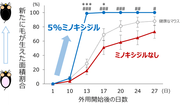 図2 休止期脱毛症の病態を模倣したマウスにおけるミノキシジルの毛成長促進効果
