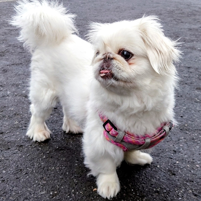 小型犬モデル ゆず(1)