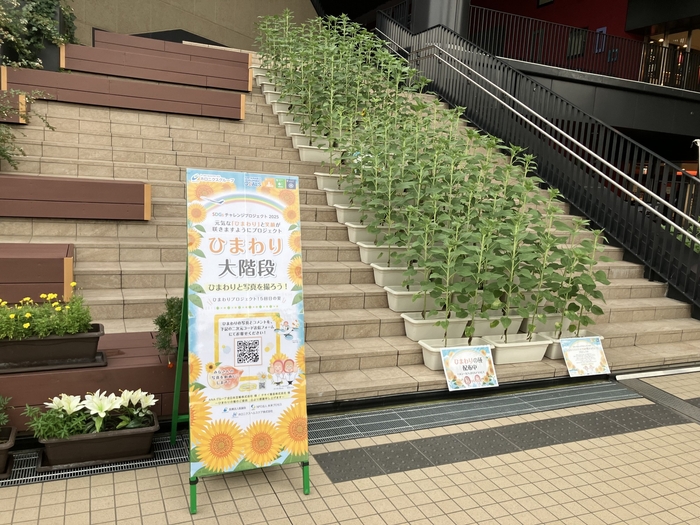今年のひまわり大階段の様子