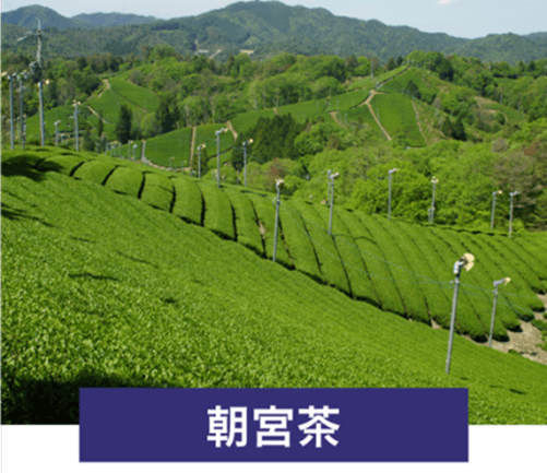 朝宮茶