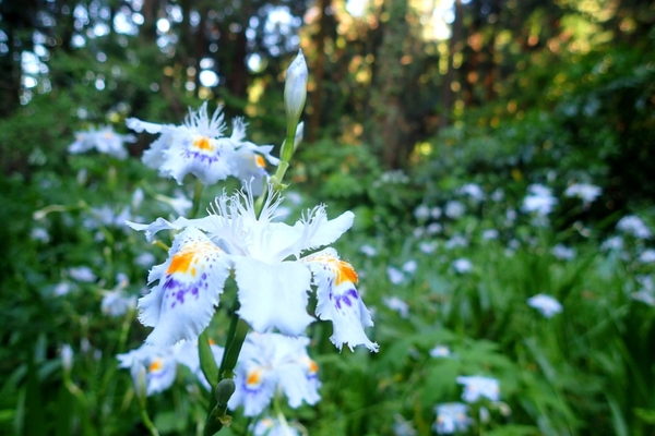 白く浮かび上がるシャガの花