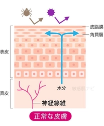 ⑧【敏感肌】「チクチク・ヒリヒリ」を鎮める─肌の神経に効くアプローチ3選を医学博士が解説