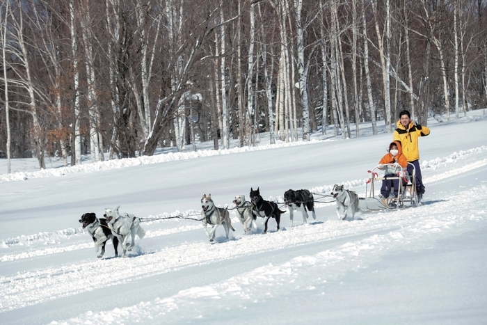 2019年3月の犬ぞり体験の様子