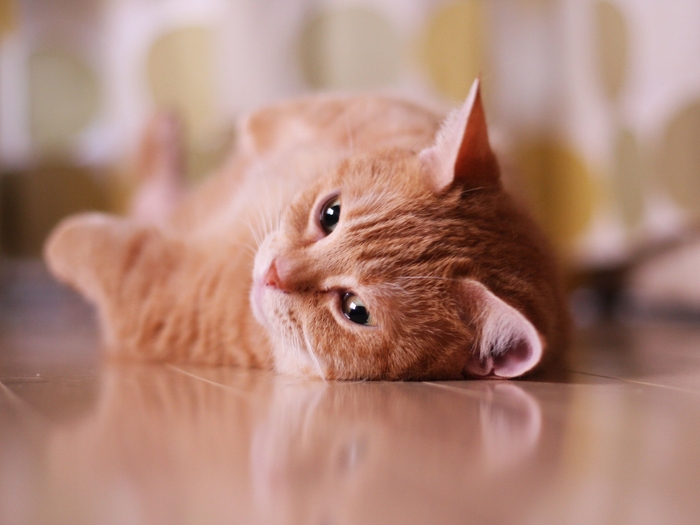 2018年版エントリー画像/Cats