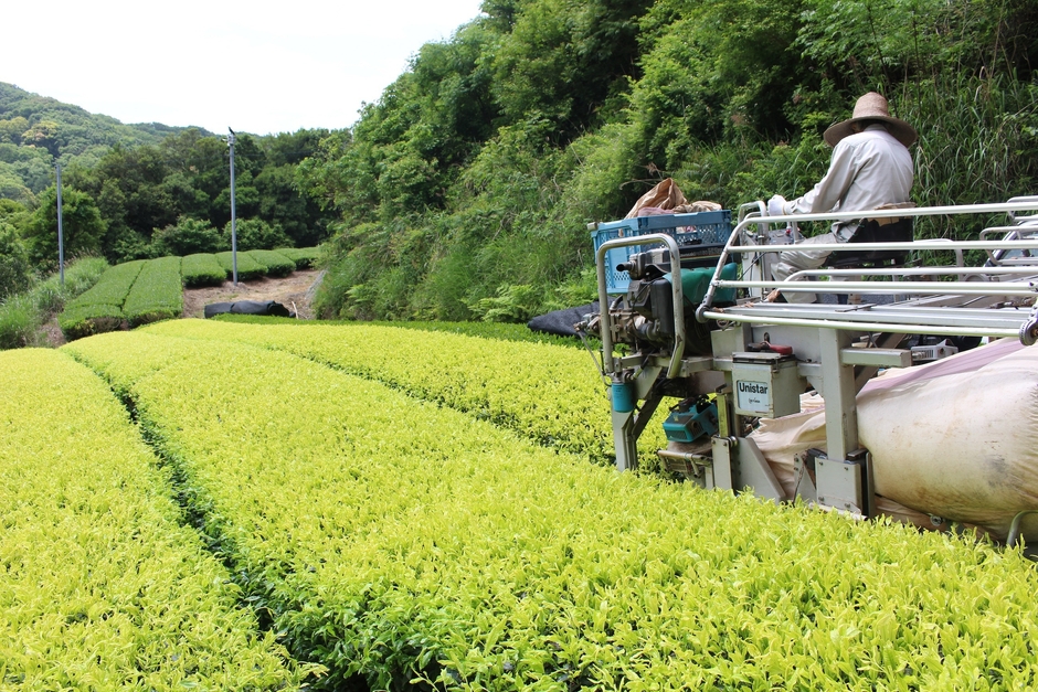 白葉茶の茶園