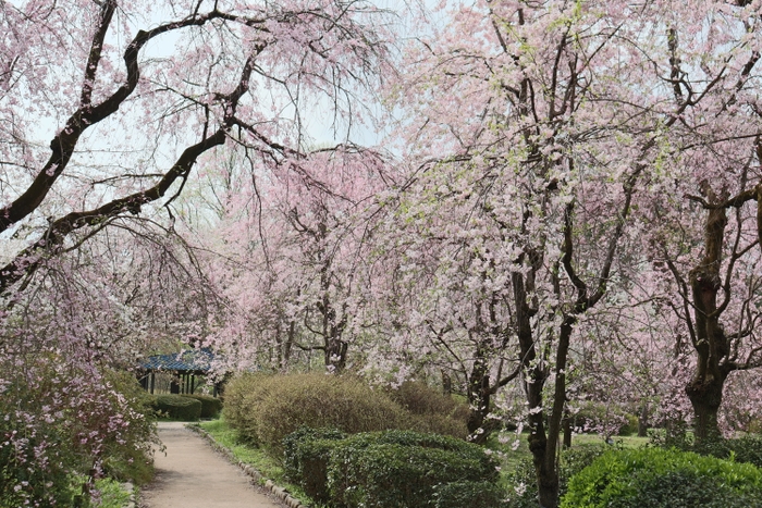 さくら園（令和６年撮影）