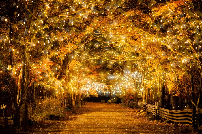 ドッグラン イルミネーション