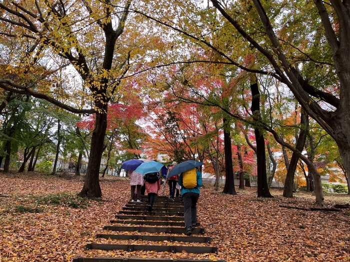 鮮やかな紅葉の中を歩きます