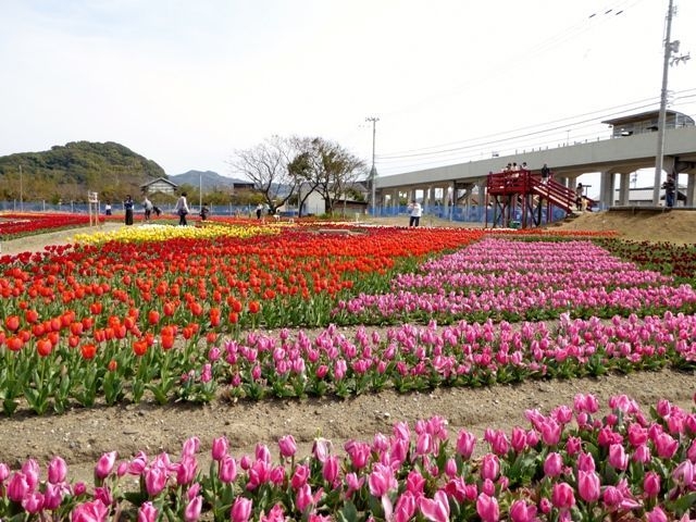 かがみ花フェスタ