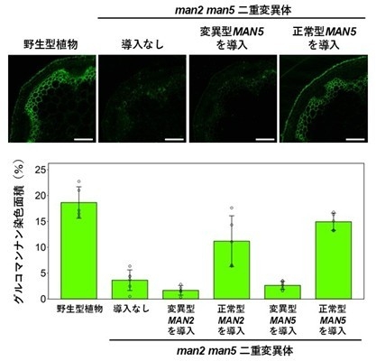 図5. MAN遺伝子導入による細胞壁グルコマンナンの回復　man2 man5二重変異体に、活性部位に変異を導入したMAN遺伝子や正常型のMAN遺伝子を導入し、茎のグルコマンナン蓄積の回復を評価した（上段）。スケールバーは50μmを表す。横断切片の面積に占める染色された領域の面積を比較した（下段）。