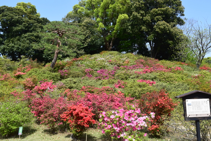 藤代峠斜面（4月11日撮影）