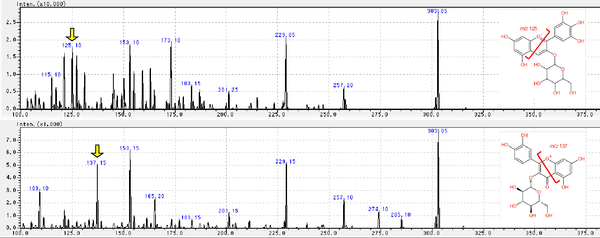 図2.アントシアニン(上:delphinidin-3-glucoside)とフラボノール(下:quercetin 3-glucoside)のMS/MSスペクトル。黄矢印で示すプロダクトイオンが、各化合物に特異的に検出された。